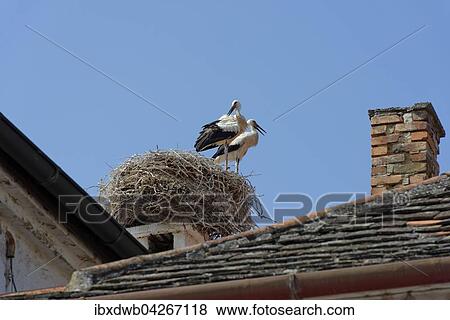 Storchennest mit Storchenpaar, zwei Srorche auf einem Kamin, Weissstorche (Ciconia ciconia), Rust, Neusiedler See, Burgenland, Osterreich, Europa View Large Photo Image Stock Photo - Storchennest mit Storchenpaar, zwei Srorche auf einem Kamin, Weissstorche (Ciconia ciconia), Rust, Neusiedler See, Burgenland, Osterreich, Europa. Fotosearch