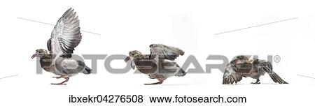 Stock Photo - Strassentaube (Columba livia domestica), drei junge Tauben, Seitenansicht, erste Flugversuche, captive. Fotosearch
