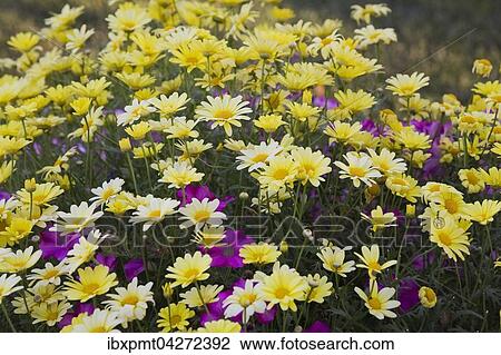 Stock Image - Strauchmargerite (Argyranthemum frutescens), gelbe Bluten und Petunien (Petunia), lila Bluten, Quebec, Kanada, Nordamerika. Fotosearch