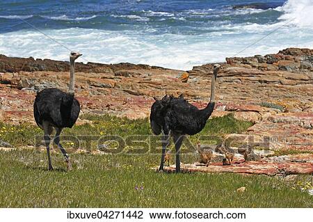 Stock Image - Sudafrikanische Strausse (Struthio camelus australis), Mannchen mit Kuken, Kap der Guten Hoffnung, Nationalpark Tafelberg, Westkap, Sudafrika. Fotosearch