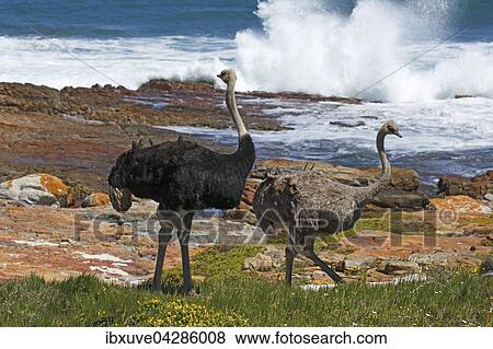 Sudafrikanische Strausse (Struthio camelus australis), Paar, Mannchen und Weibchen, Kap der Guten Hoffnung, Nationalpark Tafelberg, Westkap, Sudafrika View Large Photo Image Stock Photo - Sudafrikanische Strausse (Struthio camelus australis), Paar, Mannchen und Weibchen, Kap der Guten Hoffnung, Nationalpark Tafelberg, Westkap, Sudafrika. Fotosearch