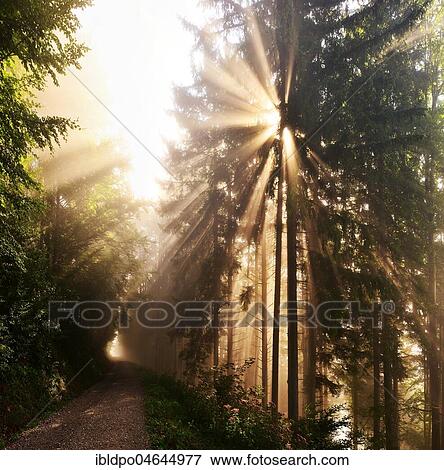 Stock Photo - Sun shinning through forest, path, Tyrol, Austria, Europe. Fotosearch