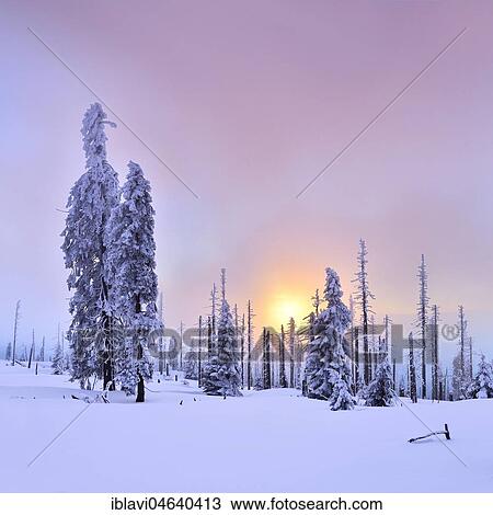 Stock Image - Sunset on the mountain Großer Rachel in winter, spruces covered with snow and spruces dead by bark beetle infestation, Bavarian Forest National Park, Bavaria, Germany, Europe. Fotosearch