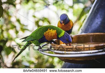 Swainson's Lorikeet (Trichoglossus haematodus moluccanus) eat from bowl, also Allfarblori, Wedge-tailed Lory, Blue-cheeked Lory, Broad-banded Lory, Rainbow-Lori, captive, occurrence Australia View Large Photo Image Stock Image - Swainson's Lorikeet (Trichoglossus haematodus moluccanus) eat from bowl, also Allfarblori, Wedge-tailed Lory, Blue-cheeked Lory, Broad-banded Lory, Rainbow-Lori, captive, occurrence Australia. Fotosearch