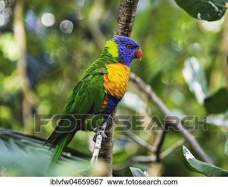 Swainson's Lorikeet (Trichoglossus haematodus moluccanus) sits on branch, also Allfarblori, Wedge-tailed Lory, Blue-cheeked Lory, Broad-banded Lory, Rainbow-Lori, captive, occurrence Australia View Large Photo Image Stock Photo - Swainson's Lorikeet (Trichoglossus haematodus moluccanus) sits on branch, also Allfarblori, Wedge-tailed Lory, Blue-cheeked Lory, Broad-banded Lory, Rainbow-Lori, captive, occurrence Australia. Fotosearch
