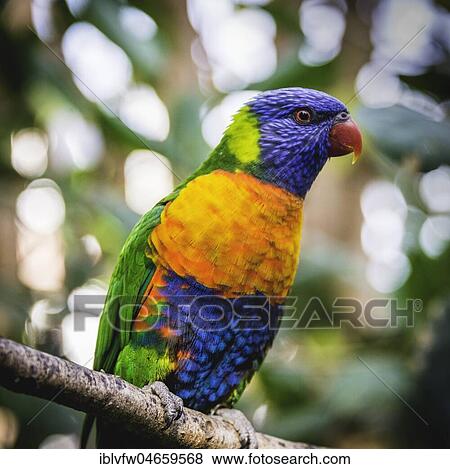 Swainson's Lorikeet (Trichoglossus haematodus moluccanus) sits on branch, also Allfarblori, Wedge-tailed Lory, Blue-cheeked Lory, Broad-banded Lory, Rainbow-Lori, captive, occurrence Australia View Large Photo Image Stock Photo - Swainson's Lorikeet (Trichoglossus haematodus moluccanus) sits on branch, also Allfarblori, Wedge-tailed Lory, Blue-cheeked Lory, Broad-banded Lory, Rainbow-Lori, captive, occurrence Australia. Fotosearch