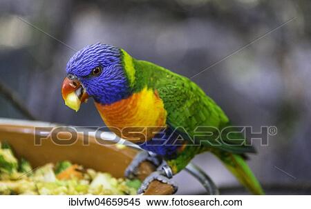 Swainson's Lorikeet (Trichoglossus haematodus moluccanus), also Allfarblori, Wedge-tailed Lory, Blue-cheeked Lory, Broad-banded Lory, Rainbow Lory, eats from feeding dish bowl, captive, occurrence Australia View Large Photo Image Stock Photography - Swainson's Lorikeet (Trichoglossus haematodus moluccanus), also Allfarblori, Wedge-tailed Lory, Blue-cheeked Lory, Broad-banded Lory, Rainbow Lory, eats from feeding dish bowl, captive, occurrence Australia. Fotosearch