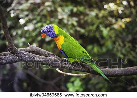 Swainson's Lorikeet (Trichoglossus haematodus moluccanus) sits on branch, also Allfarblori, Wedge-tailed Lory, Blue-cheeked Lory, Broad-banded Lory, Rainbow-Lori, captive, occurrence Australia View Large Photo Image Stock Photography - Swainson's Lorikeet (Trichoglossus haematodus moluccanus) sits on branch, also Allfarblori, Wedge-tailed Lory, Blue-cheeked Lory, Broad-banded Lory, Rainbow-Lori, captive, occurrence Australia. Fotosearch