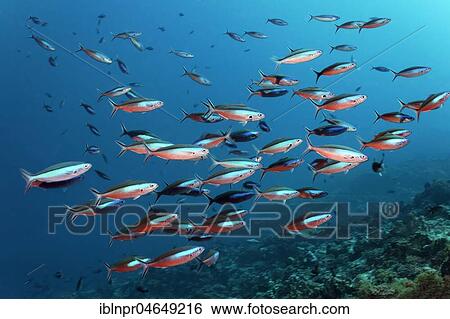Swarm Neon fusiliers (Pterocaesio tile), Pacific, French Polynesia, Oceania View Large Photo Image Stock Photograph - Swarm Neon fusiliers (Pterocaesio tile), Pacific, French Polynesia, Oceania. Fotosearch