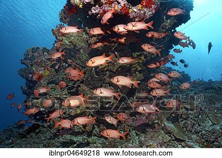 Swarm Pinecone soldierfishes (Myripristis murdjan) at the reef, Pacific Ocean, French Polynesia, Oceania View Large Photo Image Stock Photo - Swarm Pinecone soldierfishes (Myripristis murdjan) at the reef, Pacific Ocean, French Polynesia, Oceania. Fotosearch