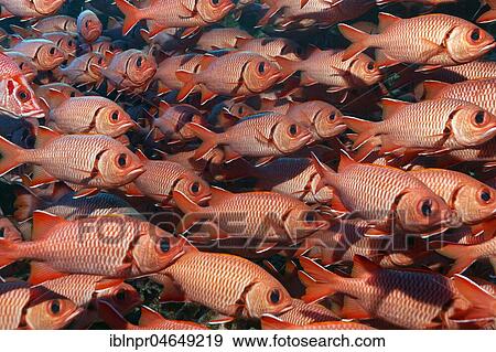 Swarm Pinecone soldierfishes (Myripristis murdjan), Pacific, French Polynesia, Oceania View Large Photo Image Stock Photo - Swarm Pinecone soldierfishes (Myripristis murdjan), Pacific, French Polynesia, Oceania. Fotosearch