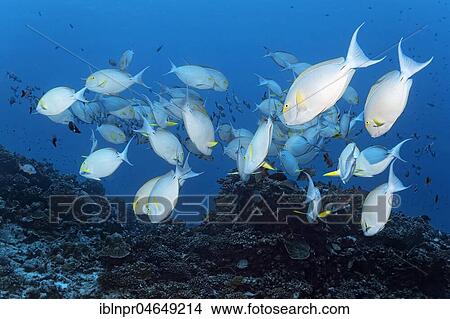 Swarm Yellowfin surgeonfish (Acanthurus xanthopterus) over coral reef, Pacific Ocean, French Polynesia, Oceania View Large Photo Image Picture - Swarm Yellowfin surgeonfish (Acanthurus xanthopterus) over coral reef, Pacific Ocean, French Polynesia, Oceania. Fotosearch