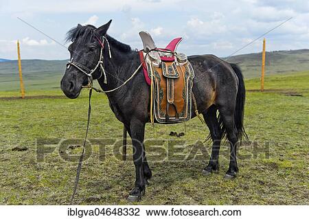 Tamed horse of a nomad with traditional saddle in the steppe, Mongolia, Asia View Large Photo Image Stock Image - Tamed horse of a nomad with traditional saddle in the steppe, Mongolia, Asia. Fotosearch