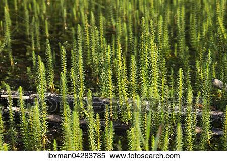 Stock Photography - Tannenwedel (Hippuris vulgaris), Naturschutzgebiet Isarauen, Oberbayern, Bayern, Deutschland, Europa. Fotosearch