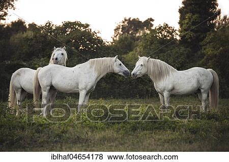 Three Camargue horses (Equus) stand on the meadow and touch each other tenderly, stallions, France, Europe View Large Photo Image Stock Photo - Three Camargue horses (Equus) stand on the meadow and touch each other tenderly, stallions, France, Europe. Fotosearch