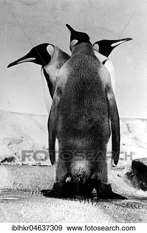 Stock Photo - Three penguins looking in different directions, ca. 1970s, exact place unknown, Austria, Europe. Fotosearch