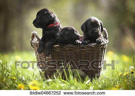 Stock Image - Three small black Labrador puppies sitting in a basket in a meadow, Germany, Europe. Fotosearch