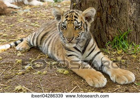 Tiger (Panthera tigris) liegt am Boden, Alter 3 Monate, captive View Large Photo Image Stock Photo - Tiger (Panthera tigris) liegt am Boden, Alter 3 Monate, captive. Fotosearch