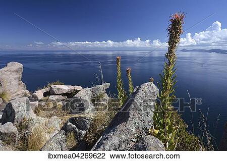 Stock Image - Titikaka oder Titicaca See, Copacabana, Bolivien, Sudamerika. Fotosearch