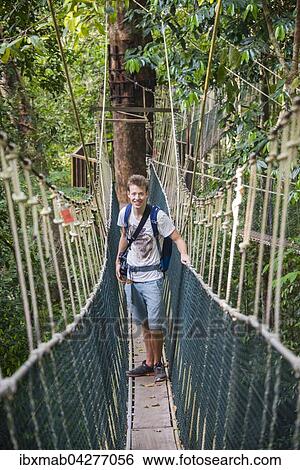 Stock Photograph - Tourist, Junger Mann auf Hangebrucke im Dschungel, Canopy Walkway, Kuala Tahan, Nationalpark Taman Negara, Malaysia, Asien. Fotosearch