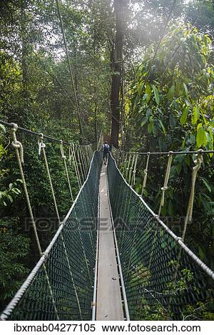 Tourist, Junger Mann auf Hangebrucke im Dschungel, Canopy Walkway, Kuala Tahan, Nationalpark Taman Negara, Malaysia, Asien View Large Photo Image Stock Photography - Tourist, Junger Mann auf Hangebrucke im Dschungel, Canopy Walkway, Kuala Tahan, Nationalpark Taman Negara, Malaysia, Asien. Fotosearch