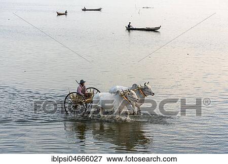 Stock Photo - Traditional Bullock cart, oxcart, crosses Taungthaman Lake in Amarapura near Mandalay, Myanmar, Asia. Fotosearch