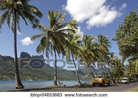 Traffic, road with cars at Opunohu Bay, bay with palm trees at the sea, Pacific Ocean, Moorea, society islands, Windward Islands, French Polynesia, Oceania View Large Photo Image Stock Image - Traffic, road with cars at Opunohu Bay, bay with palm trees at the sea, Pacific Ocean, Moorea, society islands, Windward Islands, French Polynesia, Oceania. Fotosearch