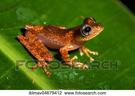 Tree climbing frog species (Boophis pyrrhus) sits on leaf, Andasibe National Park, Madagascar, Africa View Large Photo Image Stock Image - Tree climbing frog species (Boophis pyrrhus) sits on leaf, Andasibe National Park, Madagascar, Africa. Fotosearch