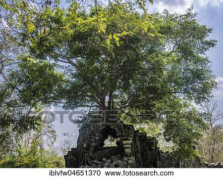 Tree grows on tree-rooted Khmer temple ruin, Prasat Beng Mealea, Beng Mealea, temple complex, Angkor Wat, Angkor Archaeological Park, Siem Reap Province, Cambodia, Asia View Large Photo Image Stock Image - Tree grows on tree-rooted Khmer temple ruin, Prasat Beng Mealea, Beng Mealea, temple complex, Angkor Wat, Angkor Archaeological Park, Siem Reap Province, Cambodia, Asia. Fotosearch