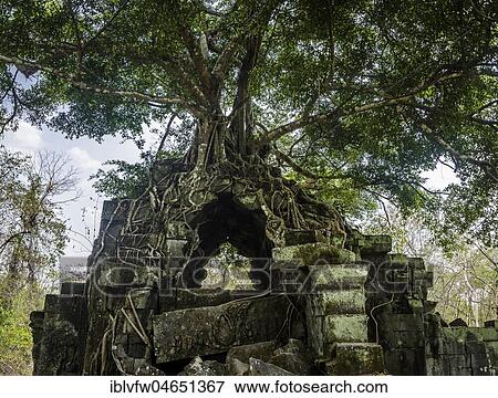 Tree grows on tree-rooted Khmer temple ruin, Prasat Beng Mealea, Beng Mealea, temple complex, Angkor Wat, Angkor Archaeological Park, Siem Reap Province, Cambodia, Asia View Large Photo Image Stock Photo - Tree grows on tree-rooted Khmer temple ruin, Prasat Beng Mealea, Beng Mealea, temple complex, Angkor Wat, Angkor Archaeological Park, Siem Reap Province, Cambodia, Asia. Fotosearch