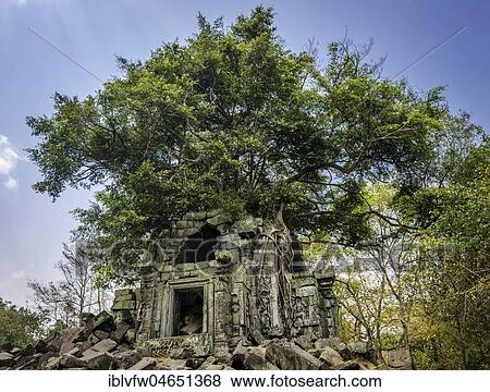 Stock Photo - Tree grows on tree-rooted Khmer temple ruin, Prasat Beng Mealea, Beng Mealea, temple complex, Angkor Wat, Angkor Archaeological Park, Siem Reap Province, Cambodia, Asia. Fotosearch