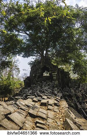 Tree grows on tree-rooted Khmer temple ruin, Prasat Beng Mealea, Beng Mealea, temple complex, Angkor Wat, Angkor Archaeological Park, Siem Reap Province, Cambodia, Asia View Large Photo Image Stock Photograph - Tree grows on tree-rooted Khmer temple ruin, Prasat Beng Mealea, Beng Mealea, temple complex, Angkor Wat, Angkor Archaeological Park, Siem Reap Province, Cambodia, Asia. Fotosearch