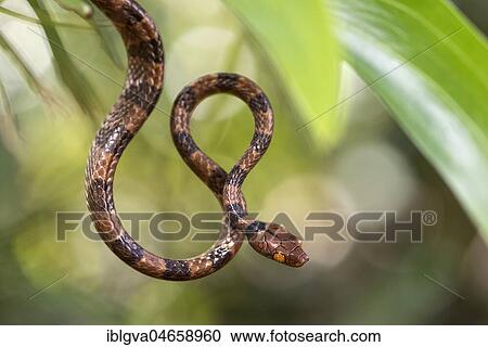 Tree Snake (Stenophis arctifasciatus), Ankanin Ny Nofy, Madagascar, Africa View Large Photo Image Stock Image - Tree Snake (Stenophis arctifasciatus), Ankanin Ny Nofy, Madagascar, Africa. Fotosearch