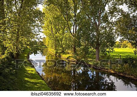 Stock Image - Trees at the Niers, near Weeze, Lower Rhine, North Rhine-Westphalia, Germany, Europe. Fotosearch