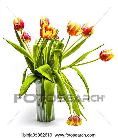 Stock Photo - Tulip bouquet, studio shot, France, Europe. Fotosearch
