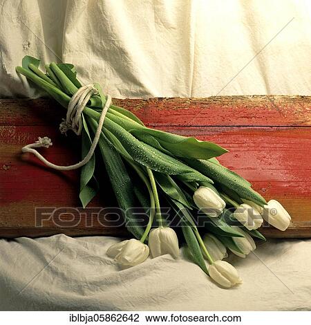 Tulips, studio shot, France, Europe View Large Photo Image Stock Image - Tulips, studio shot, France, Europe. Fotosearch