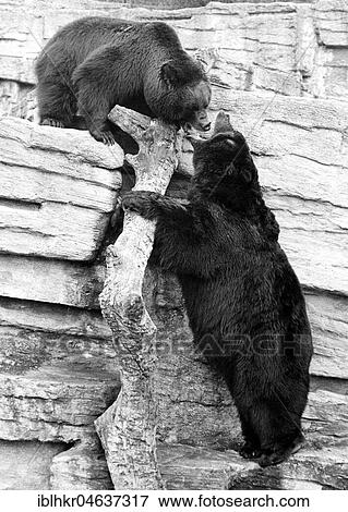Stock Photo - Two bears fighting at the wall, ca. 1970s, exact place unknown, Austria, Europe. Fotosearch