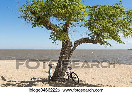 Stock Photography - Two bicycles leaning against a tree on the sandy beach of the Rio de la Plata, Colonia del Sacramento, Uruguay, South America. Fotosearch