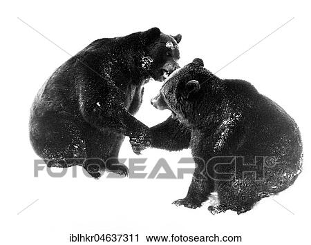 Stock Image - Two brown bears give each other the paws for salutation, ca. 1970s, exact place unknown, Austria, Europe. Fotosearch