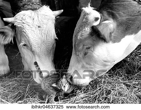 Stock Photography - Two cows cuddling with kittens, ca. 1970s, exact place unknown, Austria, Europe. Fotosearch