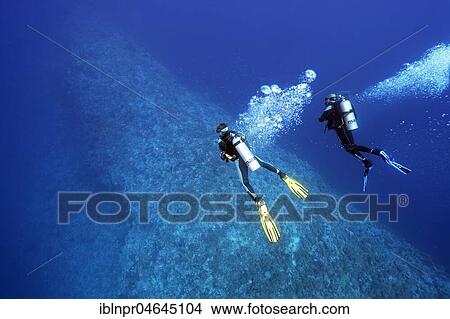 Picture - Two divers diving over coral reef, deep diving, Elphinstone Reef, North Plateau, Red Sea, Egypt, Africa. Fotosearch