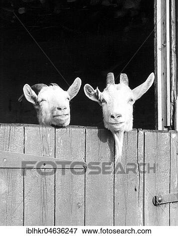 Stock Photo - Two goats look out of the stable, ca. 1960s, exact place unknown, England. Fotosearch