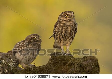 Two Little owls (Athene noctua), adult and young animal, Rhineland-Palatinate, Germany, Europe View Large Photo Image Stock Image - Two Little owls (Athene noctua), adult and young animal, Rhineland-Palatinate, Germany, Europe. Fotosearch