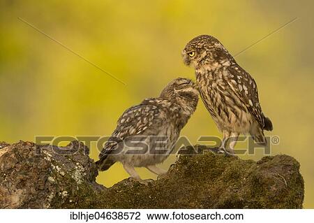 Stock Image - Two Little owls (Athene noctua), adult and young animal, Rhineland-Palatinate, Germany, Europe. Fotosearch