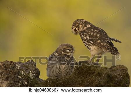 Stock Photo - Two Little owls (Athene noctua), alto and juvenile, Rhineland-Palatinate, Germany, Europe. Fotosearch