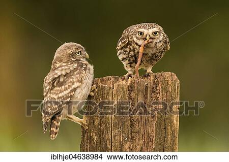 Picture - Two Little owls (Athene noctua), old animal and young animal sit on tree stump with earthworm as prey, Rhineland-Palatinate, Germany, Europe. Fotosearch