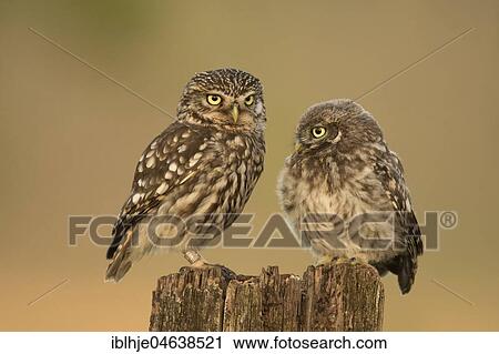 Two Little owls (Athene noctua), old and young animal sitting on tree stump, Rhineland-Palatinate, Germany, Europe View Large Photo Image Stock Image - Two Little owls (Athene noctua), old and young animal sitting on tree stump, Rhineland-Palatinate, Germany, Europe. Fotosearch