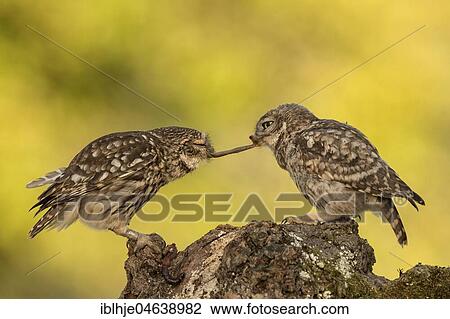 Stock Image - Two Little owls (Athene noctua), old and young animal with earthworm as prey, Rhineland-Palatinate, Germany, Europe. Fotosearch