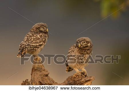 Two Little owls (Athene noctua), old animal and young animal sit on tree stump, Rhineland-Palatinate, Germany, Europe View Large Photo Image Stock Photo - Two Little owls (Athene noctua), old animal and young animal sit on tree stump, Rhineland-Palatinate, Germany, Europe. Fotosearch