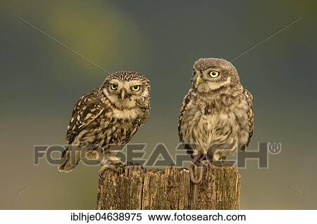 Two Little owls (Athene noctua), old animal and young animal sit on tree stump, Rhineland-Palatinate, Germany, Europe View Large Photo Image Stock Photography - Two Little owls (Athene noctua), old animal and young animal sit on tree stump, Rhineland-Palatinate, Germany, Europe. Fotosearch